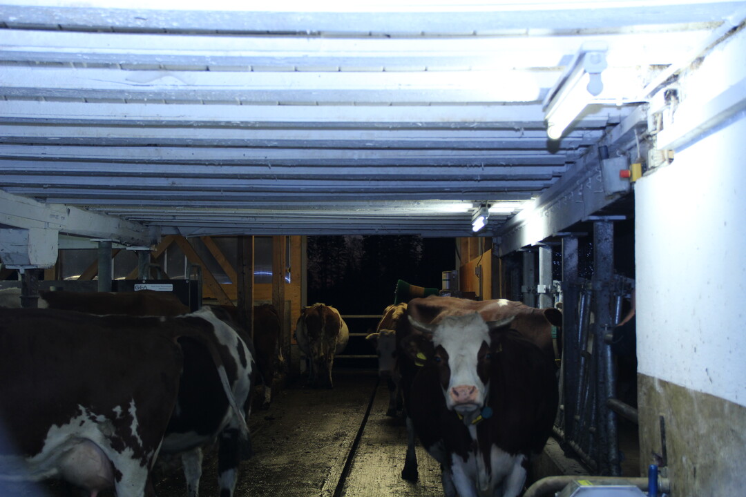 An der Deckenhöhe im Altstall wurde nichts verändert.