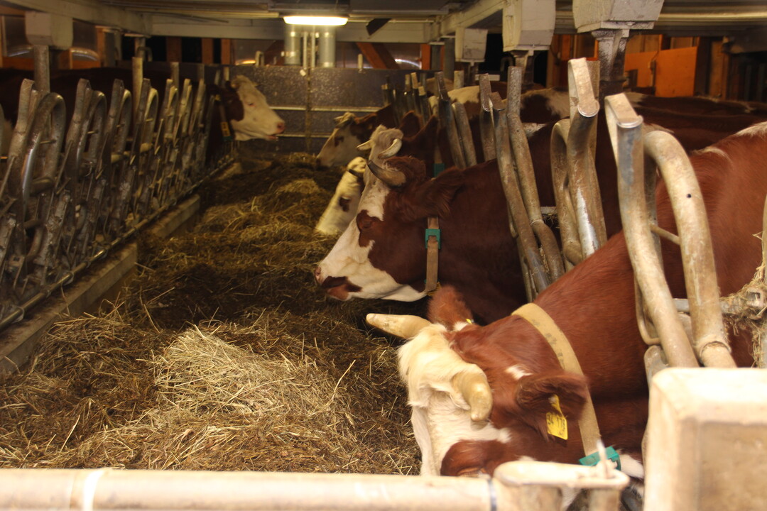Der Futtertisch ist schmäler geworden und nicht mehr befahrbar.