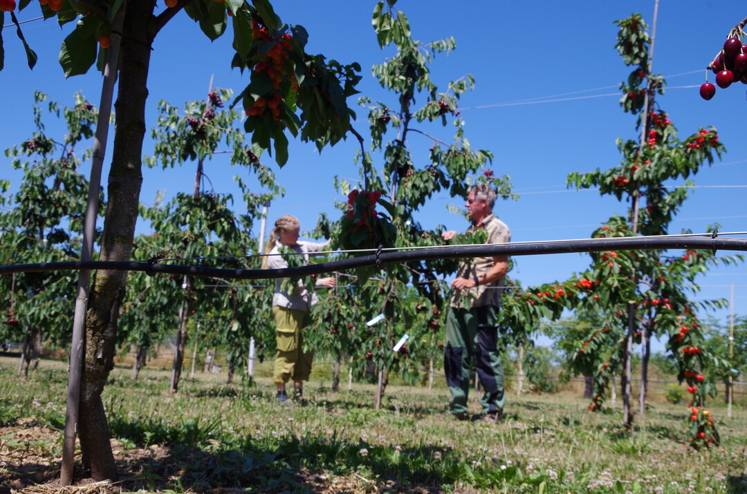 An sommertrockenen Standorten hilft eine Bewässerung, um qualitativ hochwertige Früchte zu ernten.