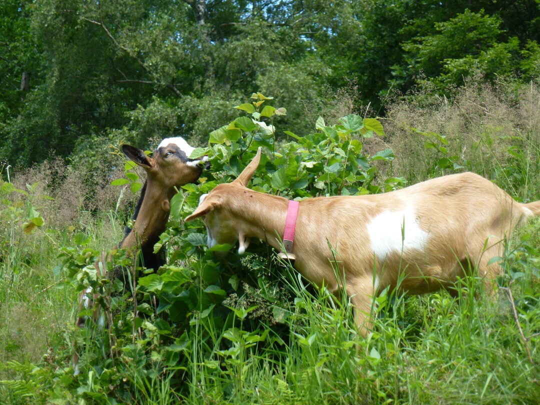    Tierische Landschaftspflegerinnen: Ziegen helfen mit, die B�sche auf den Weidfeldern am Rohrhardsberg zu entfernen.&nbsp;