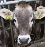 Die noch rund 100 betroffenen Betriebe in Baden-Württemberg, von denen sich die meisten im Südosten des Landes befinden, werden bei der Sanierung mit Rat und Tat unterstützt.