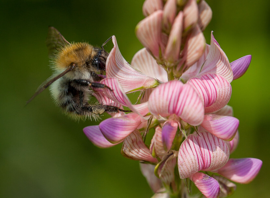 Die Esparsette ist gut als Zwischenfrucht f�r trockene Standorte geeignet.