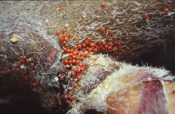 Astprobenkontrollen bringen es an den Tag: Hier haben sich Wintereier der Obstbaumspinnmilbe eingenistet. 