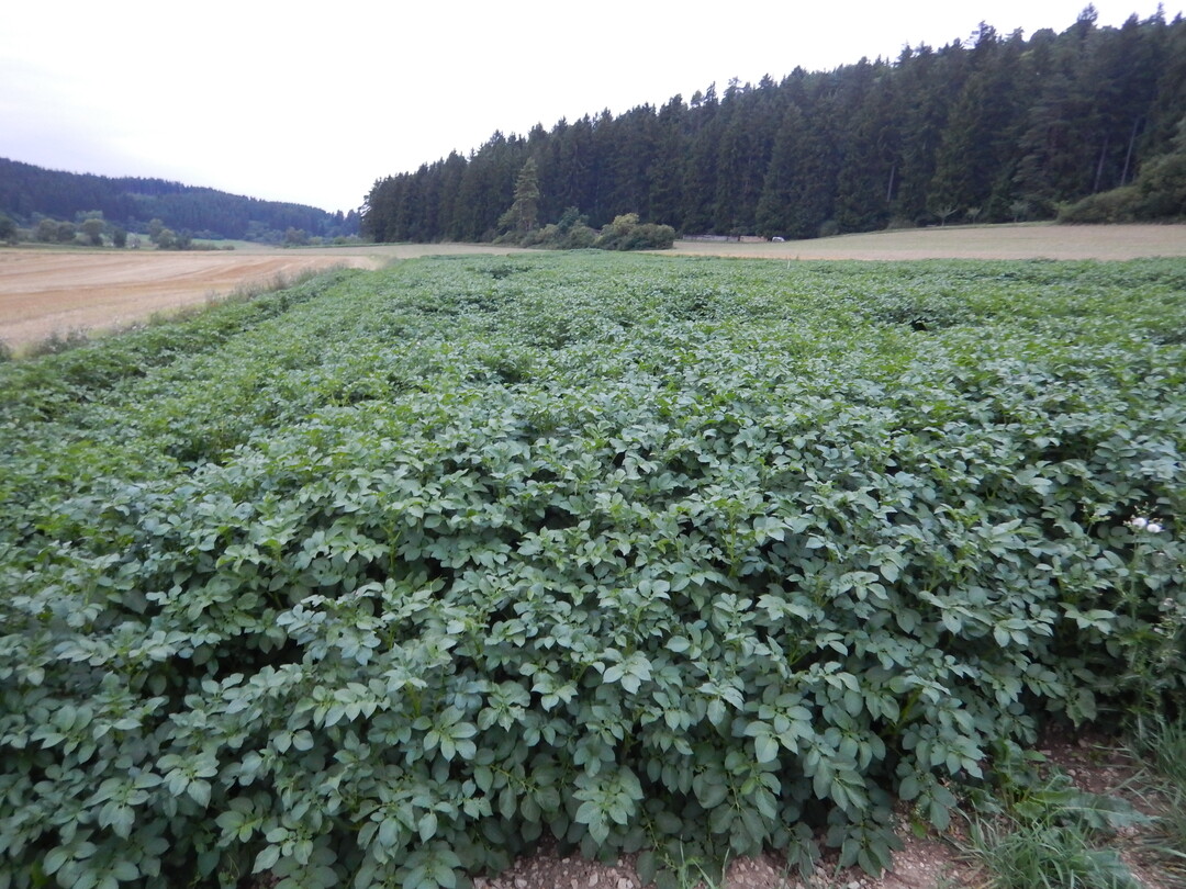 In Best�nden mit zu hoher Stickstoffversorgung, wie in diesem Feld, l�sst sich die Abreife schwer regulieren.