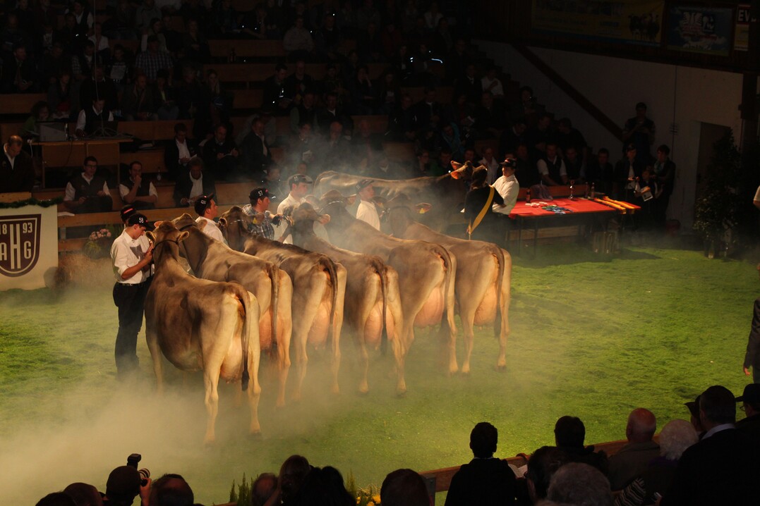 Vom 24. bis 26. März 2023 findet im neuen Zucht- und Vermarktungszentrum in Unterthingau die erste Verbandsschau von ProRind statt. Alle Züchter sind aufgefordert, gute Ausstellungstiere zu melden.
