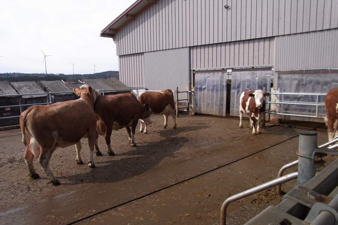Die Kühe können von dem neugebauten Boxenlaufstall in den Laufhof wechseln. Der Untergrund des Freilaufs ist planbefestigt.