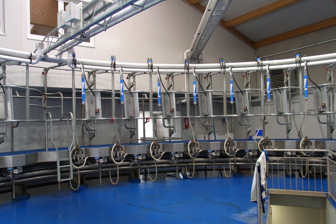 Die 180 Kühe auf dem Lindenhof werden in dem Innenmelker-Karussell von hinten gemolken. Der Melkvorgang beansprucht morgens und abends im Schnitt eine Stunde und zwanzig Minuten. David Mayer und sein Vater Klaus Mayer melken die Kühe, der Großvater lotst die Tiere zu dem Zutrieb in das Karussell.