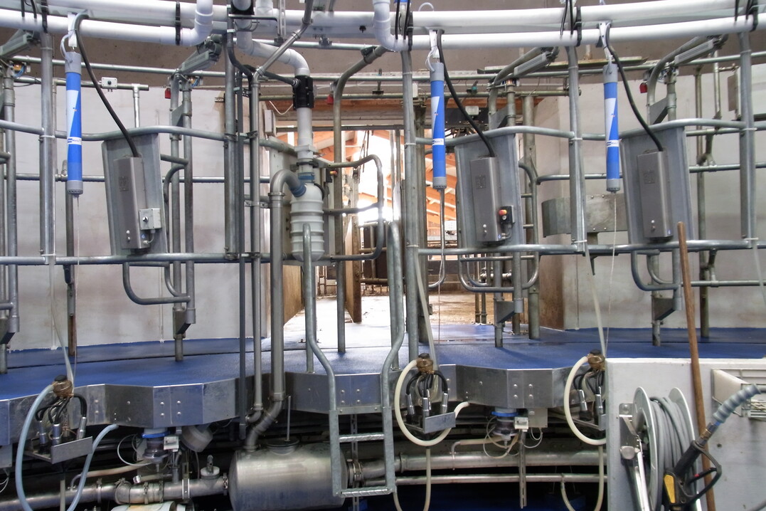 Die Kühe gelangen über einen vorgeschalteten Wartebereich in das Karussell, für das ein eigener Raum gebaut werden musste. Die freien Ecken des luftigen und hellen Melkraumes werden als Kälberküche, für die Klauenpflege und als Stallbüro genutzt.