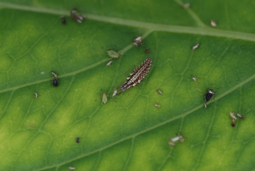 Der Blattlausl�we in Aktion: Die Larven der Florfliege saugen mit ihren Mundwerkzeugen rund 500 Blattl�use aus, bevor sie sich verpuppen. 