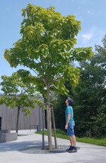 Trompetenbaum – Fundort in Kressbronn der Samuraiwespe.