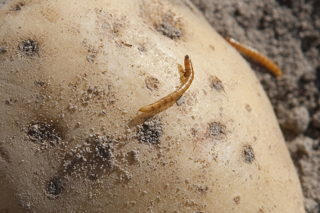 Drahtwurm an einer Kartoffel.