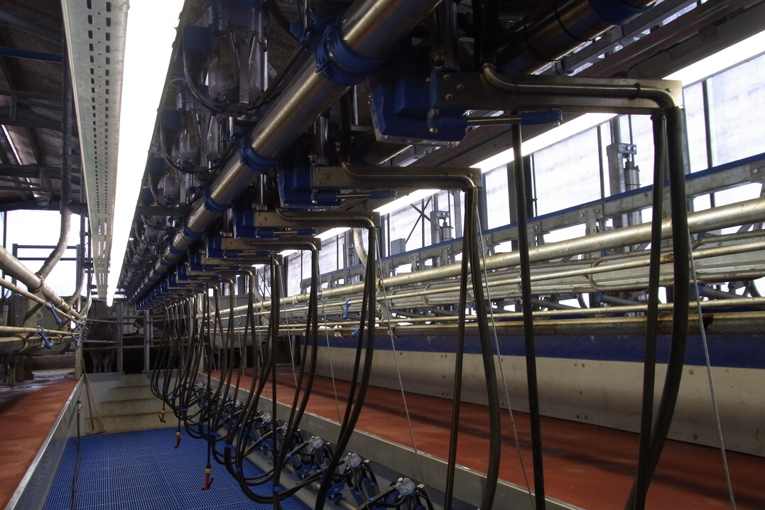 Die Technik in dem Gruppenmelkstand sollte wenig kleinteilig und für die Anwender einfach zu bedienen sein. Darauf legten Michael Heinzler und seine Frau Wert, als sie sich für den Swing Over-Melkstand entschieden.