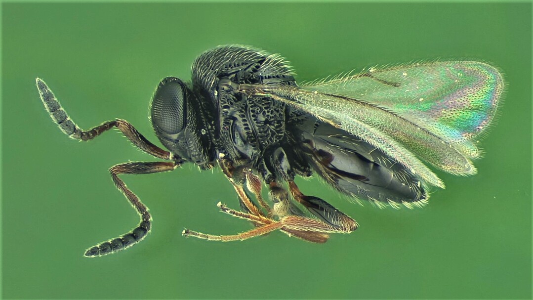 Die Samuraiwespe ist ein natürlicher Gegenspieler der Marmorierten Baumwanze.