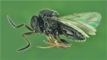  Die Samuraiwespe ist ein nat�rlicher Gegenspieler der&nbsp;Marmorierten Baumwanze. 