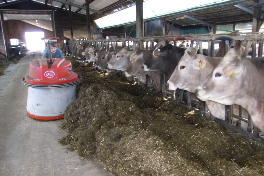 Ein Fütterungsroboter des Herstellers Lely schiebt den Kühen in Hifringen mehrmals am Tag das Futter vor.