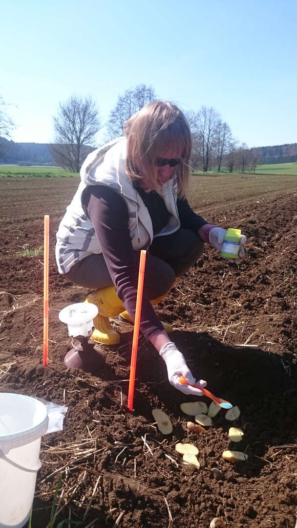 Auslegung von Bodenfallen mit Lockköder (Maismehl) für den Drahtwurm.