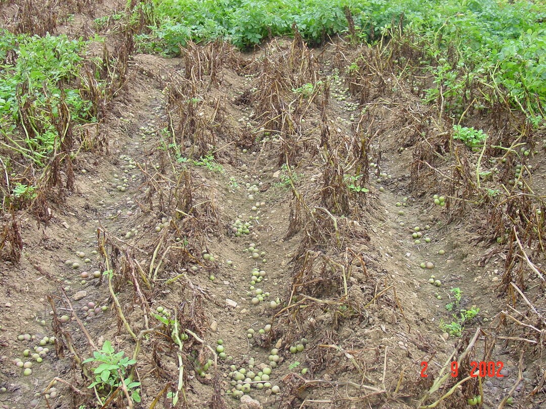Wiederaustrieb nach fühzeitiger chemischer Krautabtötung.