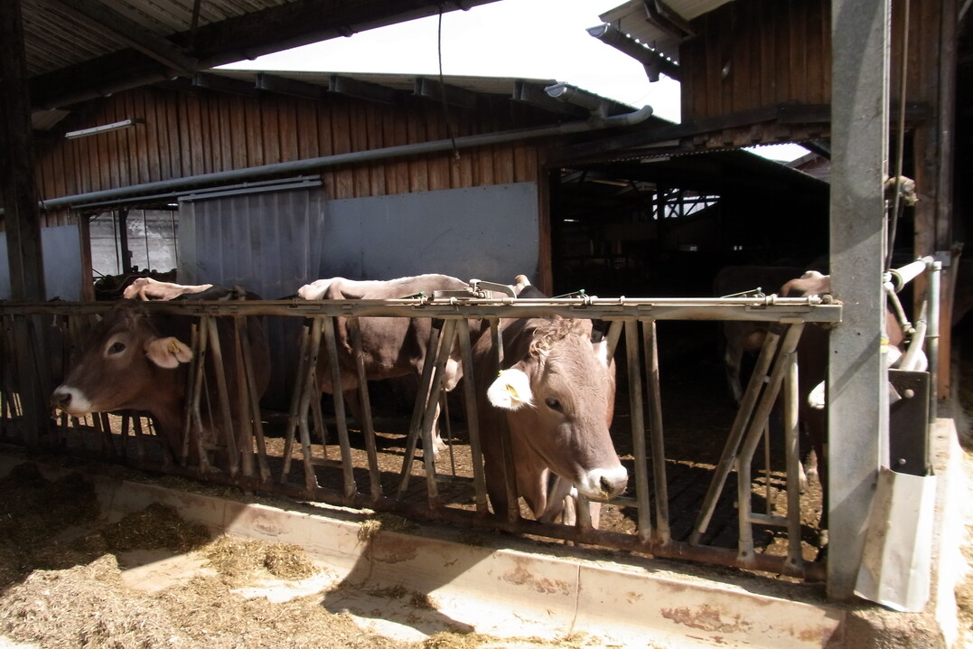An den 2009 um 22 Liegeplätze und eine Abkalbebucht für acht Kühe erweiterten Betrieb baute die Familie einen Laufhof mit mehreren Außenfressplätzen an.