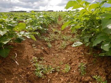 Zu einem solch extremen Besatz mit Klettenlabkraut kommt es in Kartoffeln, wenn das Bodenherbizid versagt.