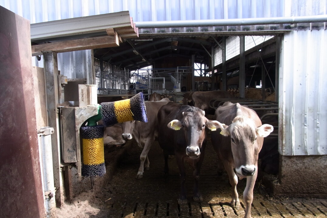 Am Zutritt in den Laufhof wurde eine Kuhbürste installiert. Im Hintergrund ist der Swing Over-Melkstand zu sehen.