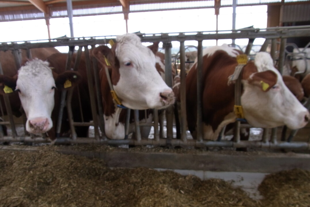 Die Fleckviehzucht hat Tradition auf dem Lindenhof. Die leistungsstarken Kühe geben durchschnittlich 31 Liter Milch am Tag.