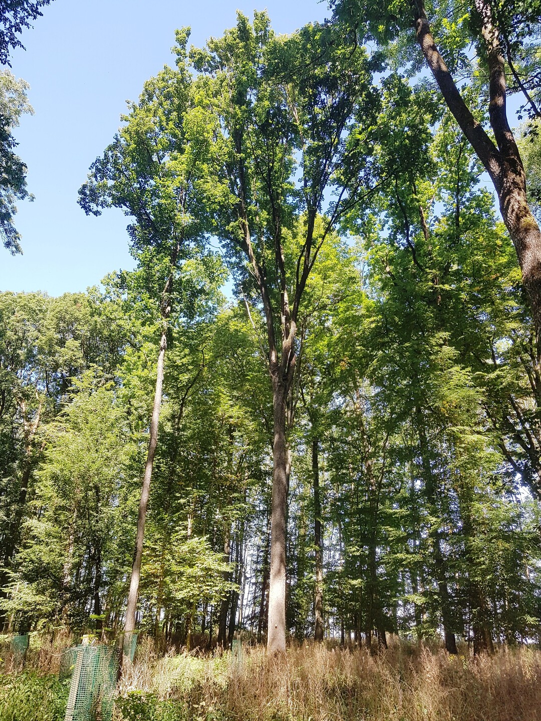 F�r den Waldumbau kommen auch heimische Baumarten in den Blick, die forstlich bislang eine eher untergeordnete Rolle gespielt haben. So beispielsweise der Feldahorn.  
