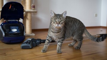 In die Flohprophylaxe muss auch die Umgebung des Tieres einbezogen werden. Dazu geh�rt regelm��iges Saugen der Fl�chen. Die Staubsaugerbeutel sollten h�ufig gewechselt und sicher entsorgt werden, um dort die Entwicklung neuer Flohgenerationen zu verhindern. 