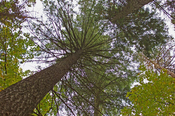 Forstwissenschaftler stufen die Douglasie als eine nichtinvasive und anbauw�rdige Baumart ein.