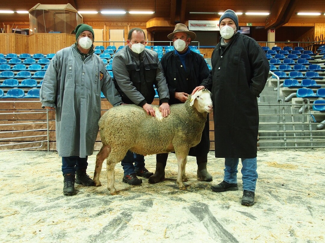 Die Körkommission (von links) Siegbert Lamparter, Karl-Martin Bauer und René Roux (Zuchtleitung) bei der Körung eines MLS-Bocks von Dieter Hertler (3. von links)