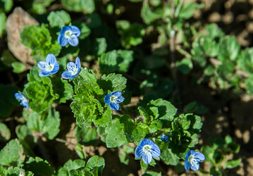 Persischer Ehrenpreis klaut dem Getreide Stickstoff.
