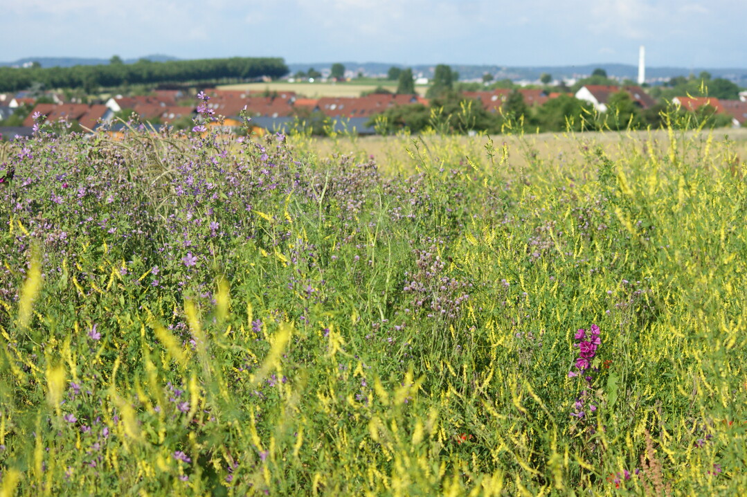 Leguminosen in der Saatgutmischung helfen bei der Bodenregeneration.