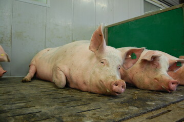  Nach einer achtj�hrigen �bergangsfrist d�rfen Jungsauen und Sauen im Deckzentrum nur noch in Gruppen gehalten werden. So sieht es die siebte Verordnung zur �nderung der Tierschutz-Nutztierhaltungsverordnung vor.&nbsp;