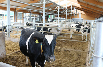 Die Verbesserung des Managements und der Tiergesundheit ist entscheidend, um mit der Milchviehhaltung Geld zu verdienen.