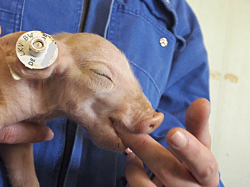 Fehlt einem schwachen Ferkel der Saugreflex, muss die Nott�tung in Betracht gezogen werden.