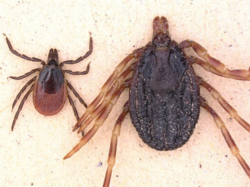Hyalomma marginatum (r.) im Vergleich zum Gemeinen Holzbock.