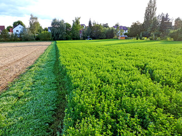 Feldfutterleguminosen sind der Motor der Fruchtfolge.