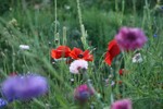 Farbenspiel mit Mohn und Kornblume.