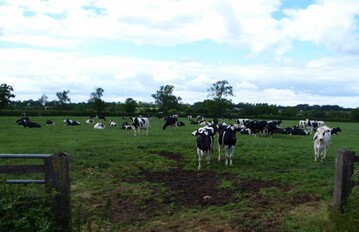 Kühe auf der Weide in England kein seltenes Bild