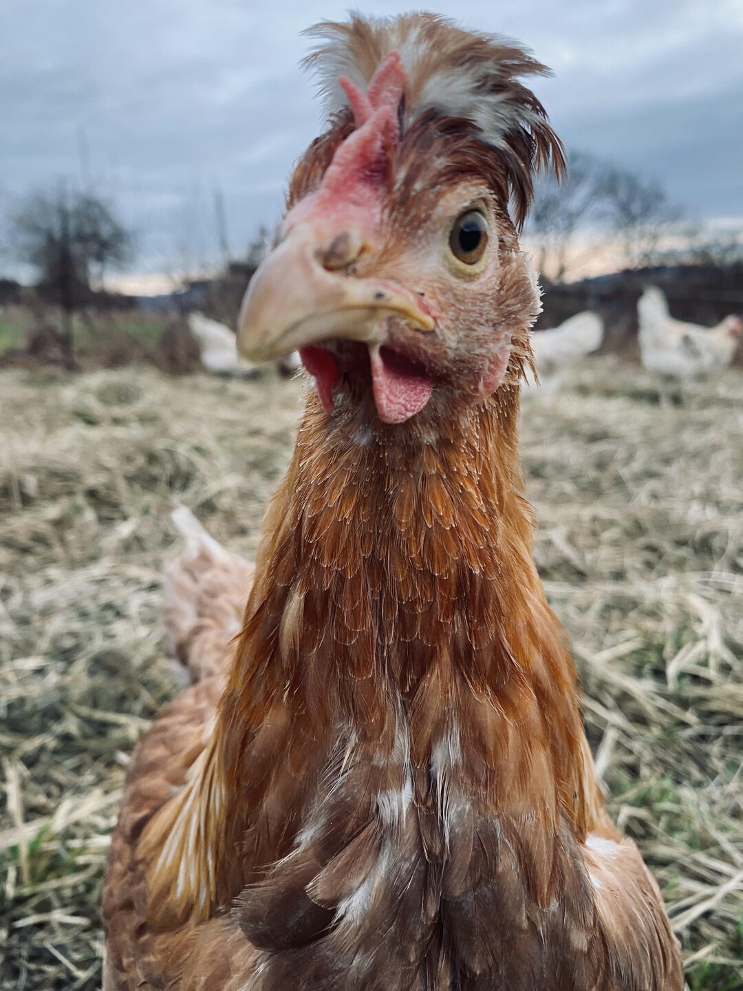   Der markante Federschopf auf dem Kopf ist typisch f�r Altsteirer.