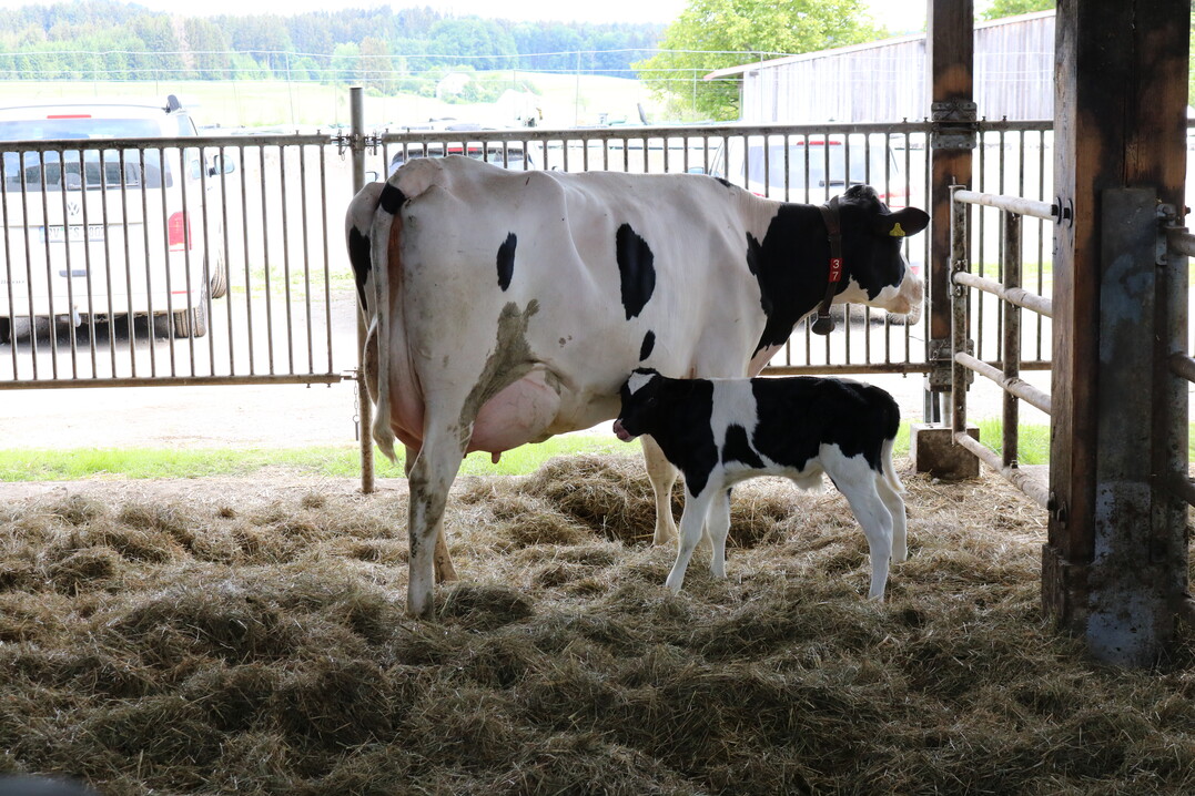 Die K�lber bekommen in den ersten Wochen bis sie verkauft werden leckere Kuhmilch zum Trinken.