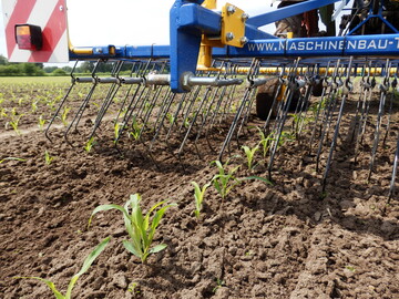 Der Striegel ist ein wichtiges Ger�t im Beikrautmanagement von �komais.