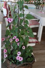 Die Schwester der Schwarzäugigen Susanne.