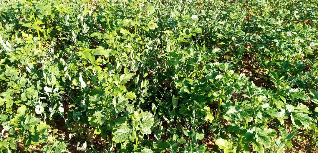 Ausfallerbse mit 1 kg/ha Senf als Zwischenfrucht erh�ht die Vorfruchtwirkung und bindet den freien Stickstoff.