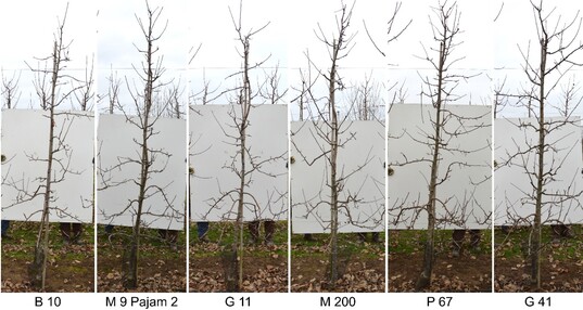 B�ume aus dem Versuch in Klein-Altendorf im Winter nach dem 6. Standjahr.