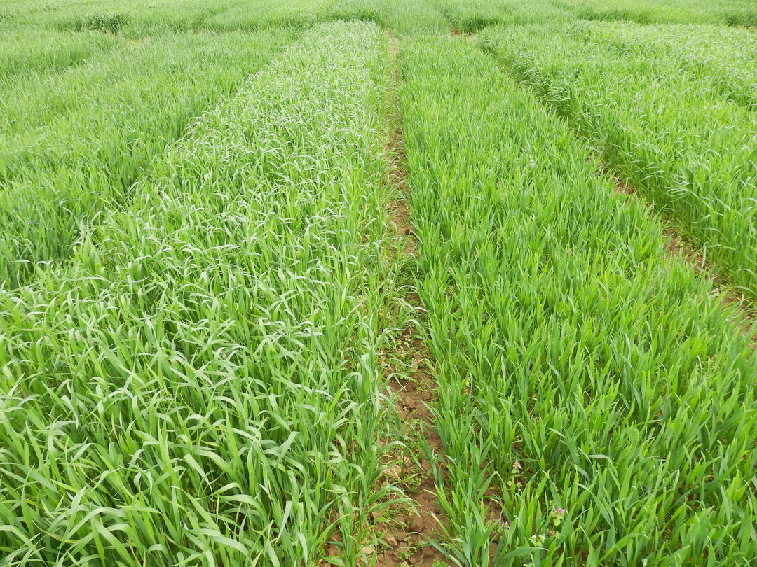 Breitbl�ttrige Sorten mit planophiler Blattstellung (linke Parzelle) unterdr�cken das Beikraut besser.
