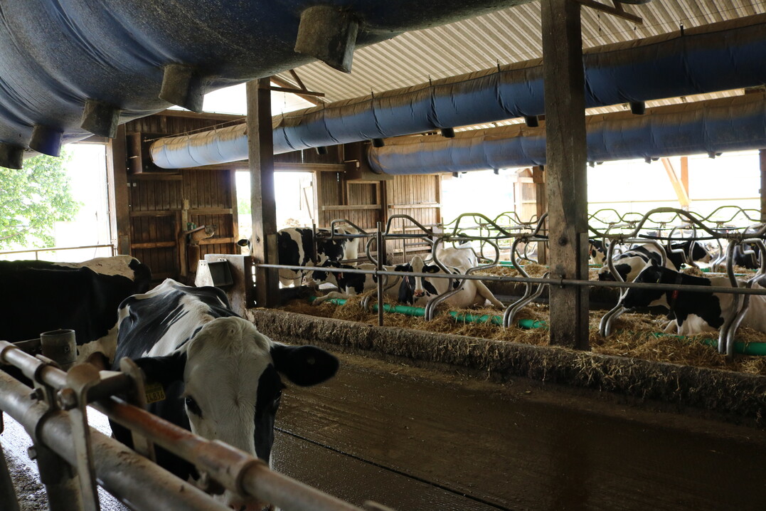 Stall mit viel Licht und einer ausget�ftelten L�ftung