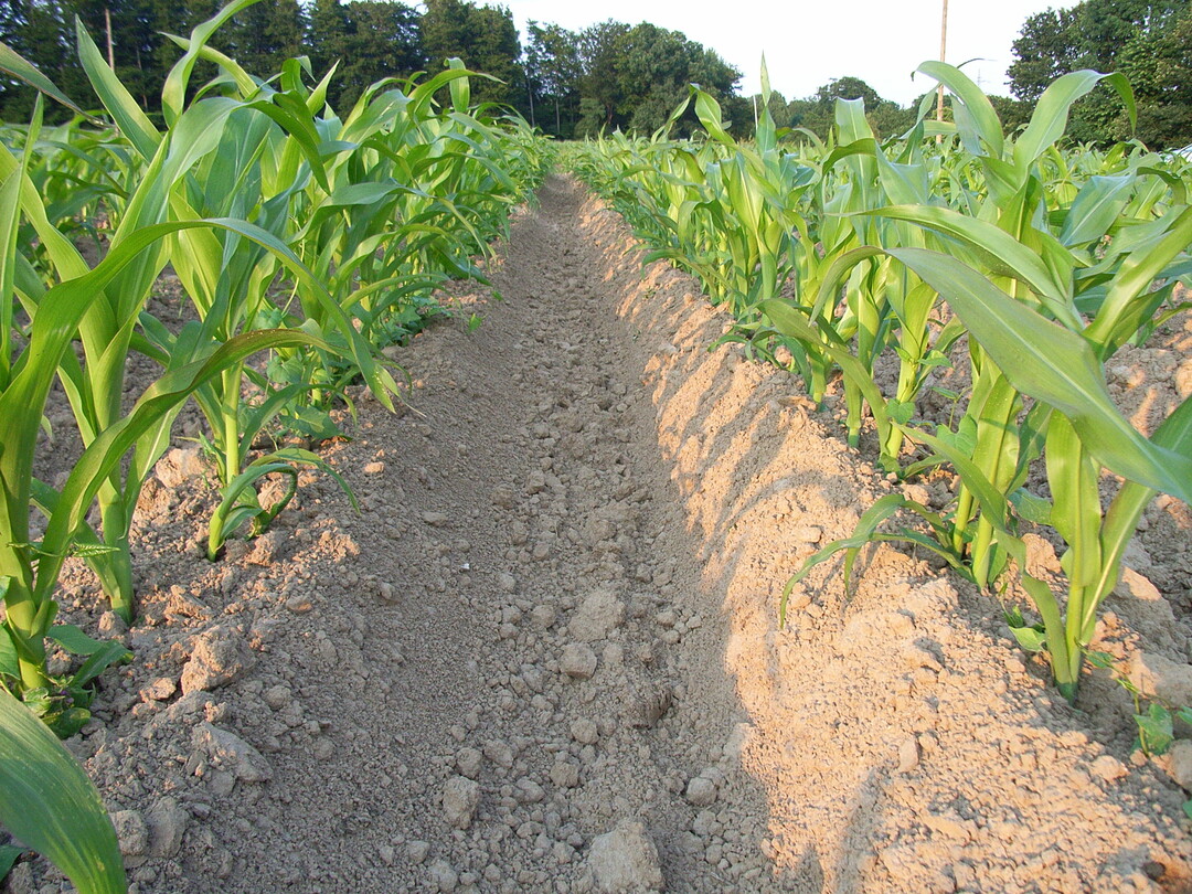 Neben der Wirkung gegen Unkräuter führt das Häufeln zu einer besseren Erwärmung des Bodens im Damm. Dies kann wiederum die Mineralisierung von Nährstoffen fördern und damit das Maiswachstum verbessern.