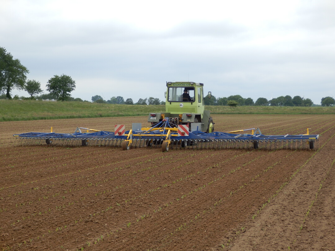 Beim Striegeln im Nachauflauf ist darauf zu achten, dass die Maispflanzen nicht durch eine zu hohe Arbeitsgeschwindigkeit verschüttet oder schräg gestellt werden.