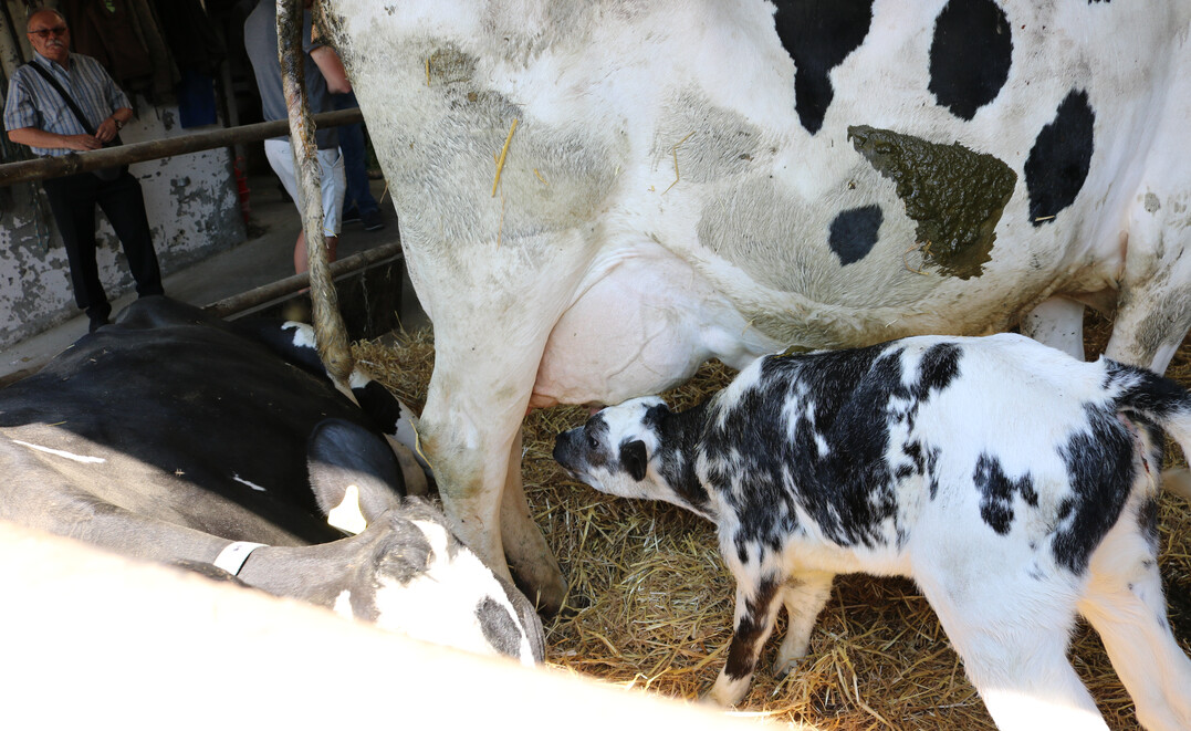 Wegen hoher Aufzuchtkosten für die Kälber, insbesondere im Biobereich, ist es schwer mit der Mast von männlichen Kälbern Geld zu verdienen.