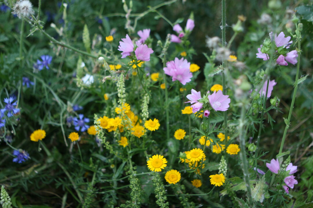 Die Obstbauern haben l�ngst Ma�nahmen f�r mehr Biodiversit�t in ihren Anlagen ergriffen. Dazu z�hlen neben Bl�hstreifen auch das Aufstellen von Insektenhotels oder Vogelnistk�sten. 